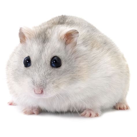 pet smart hamsters|petsmart hamsters on sale.